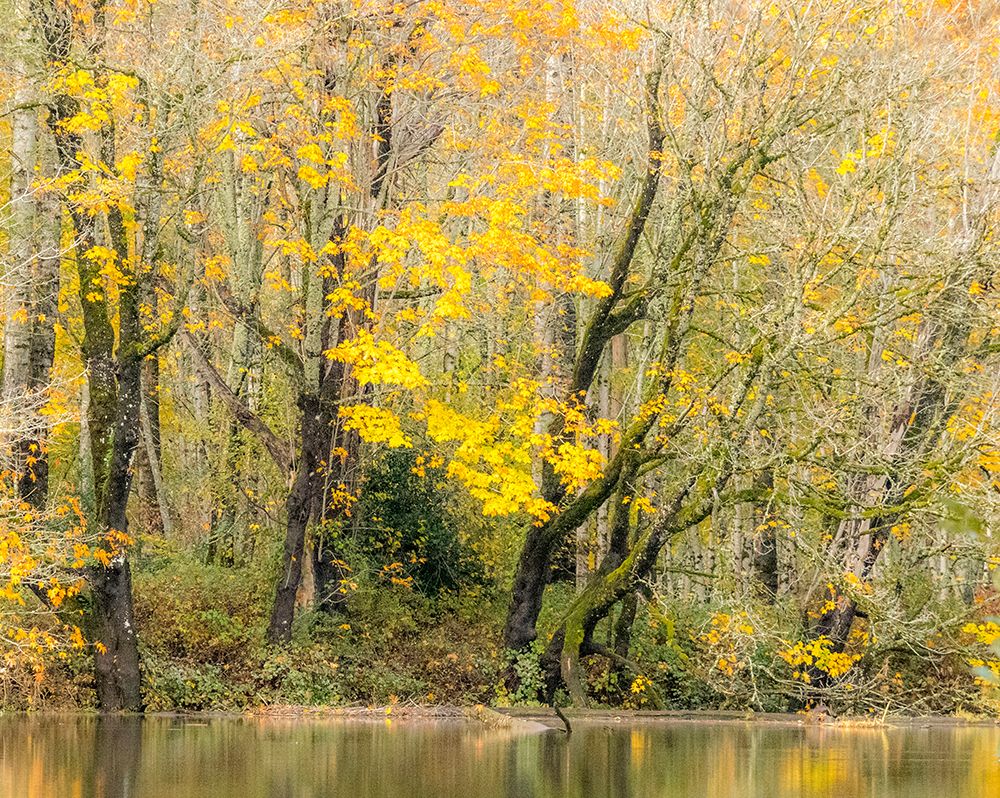 USA-Washington State-Snoqualmie River edged by Big Leaf Maple Trees in yellow art print by Sylvia Gulin for $57.95 CAD